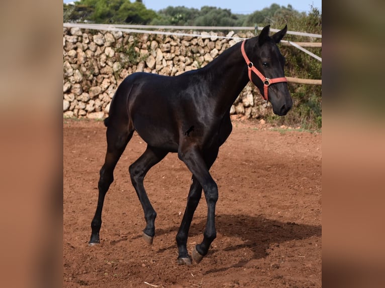 Menorcaanse Merrie veulen (02/2024) 167 cm Zwart in Menorca