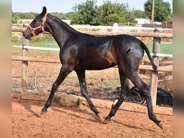 Menorcaanse Merrie veulen (02/2024) 167 cm Zwart in Menorca