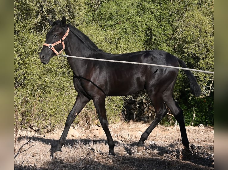 Menorcaanse Merrie Veulen (02/2026) 170 cm Zwart in Menorca