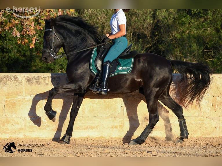 Menorcaanse Ruin 14 Jaar 160 cm Zwart in Ciutadella De Menorca