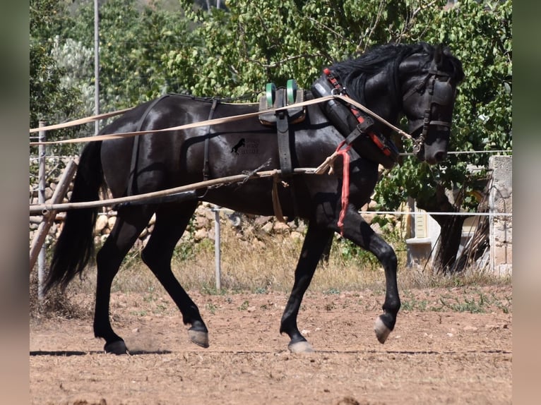 Menorcaanse Ruin 4 Jaar 158 cm Zwart in Menorca