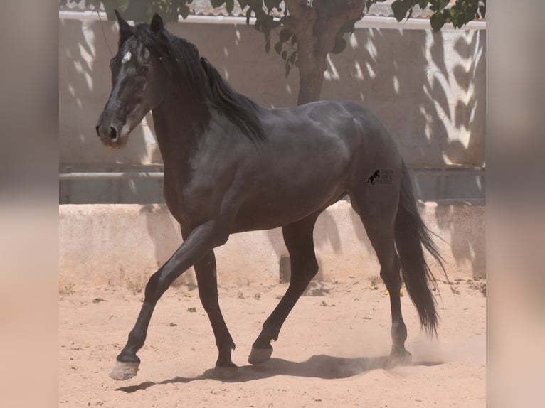 Menorcaanse Ruin 4 Jaar 158 cm Zwart in Menorca