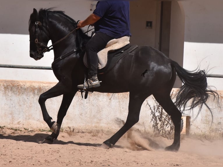 Menorcaanse Ruin 4 Jaar 158 cm Zwart in Menorca