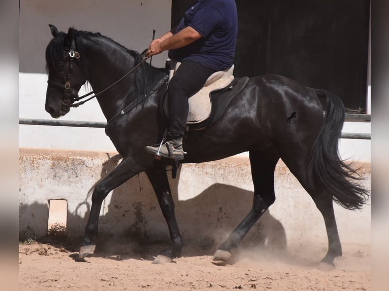 Menorcaanse Ruin 4 Jaar 158 cm Zwart in Menorca