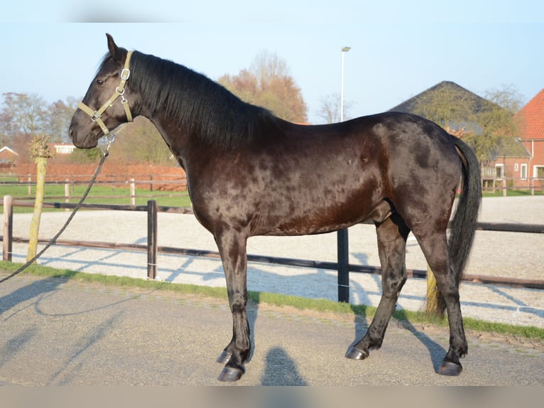 Menorcaanse Ruin 6 Jaar 163 cm Zwart in Laren