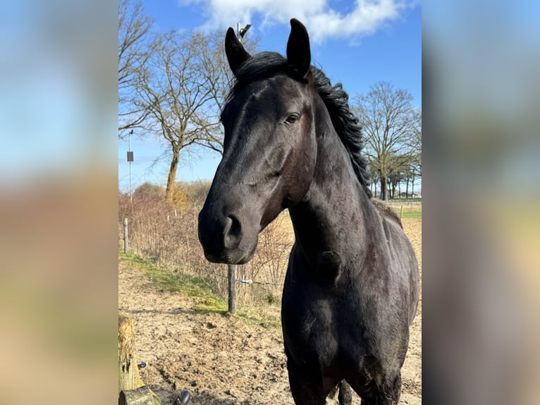 Menorcaanse Ruin 6 Jaar 163 cm Zwart in Laren