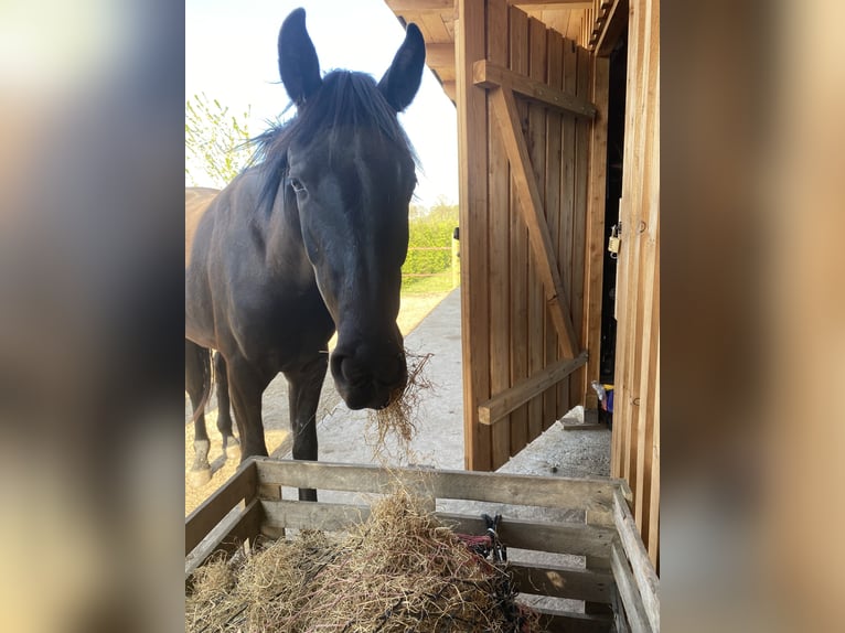 Menorcaanse Ruin 6 Jaar 163 cm Zwart in Laren