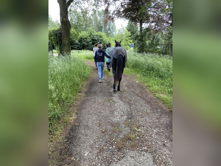 Menorcaanse Ruin 6 Jaar 163 cm Zwart in Laren