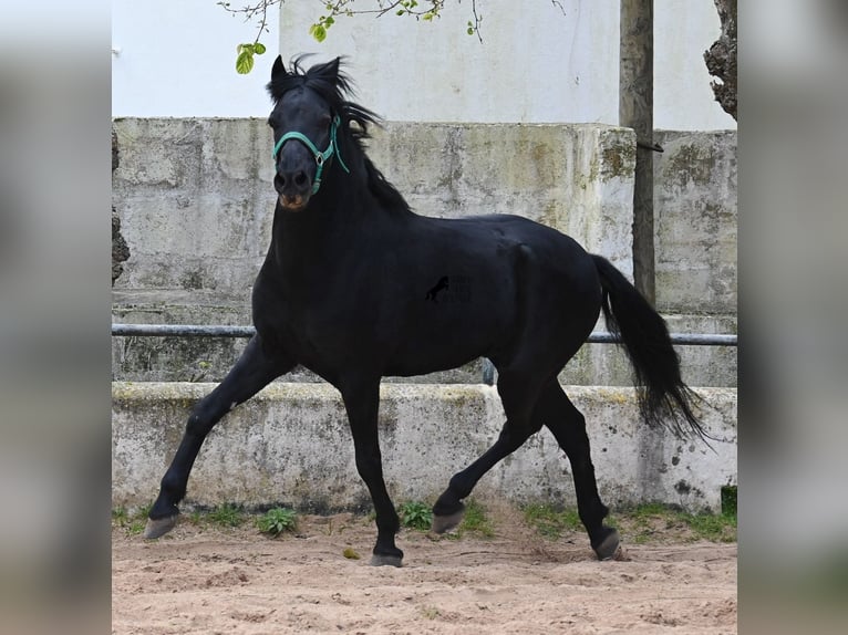 Menorcaanse Ruin 9 Jaar 159 cm Zwart in Menorca