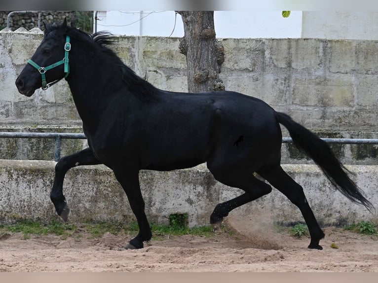 Menorcaanse Ruin 9 Jaar 159 cm Zwart in Menorca