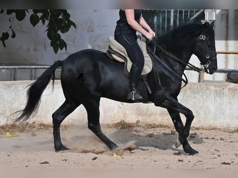 Menorcaanse Ruin 9 Jaar 159 cm Zwart in Menorca