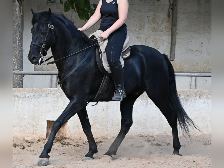 Menorcaanse Ruin 9 Jaar 159 cm Zwart in Menorca