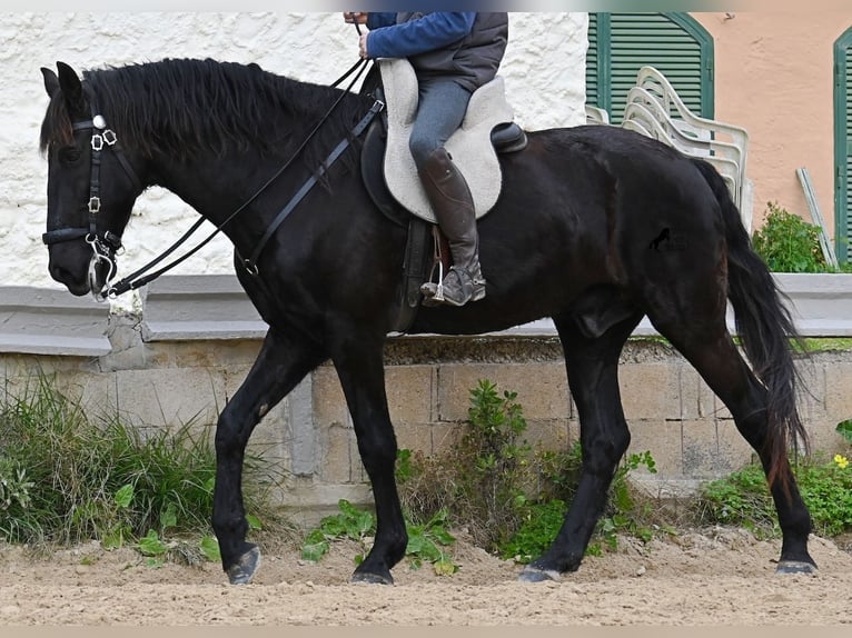 Menorcaanse Ruin 9 Jaar 165 cm Zwart in Menorca