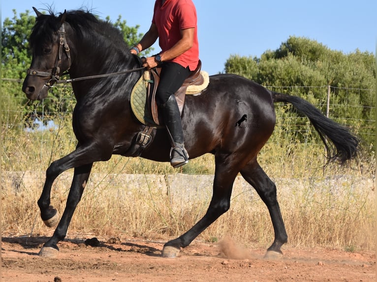 Menorquín Caballo castrado 13 años 163 cm Negro in Mallorca