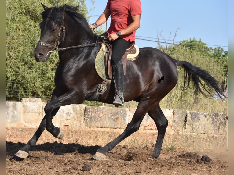 Menorquín Caballo castrado 13 años 163 cm Negro in Mallorca
