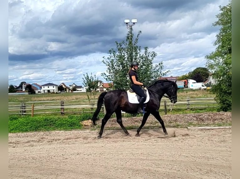 Menorquín Caballo castrado 14 años 155 cm Negro in Karlshuld