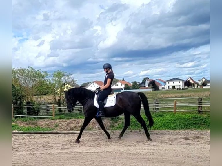 Menorquín Caballo castrado 14 años 155 cm Negro in Karlshuld