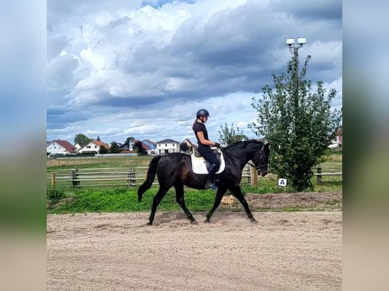 Menorquín Caballo castrado 14 años 155 cm Negro in Karlshuld