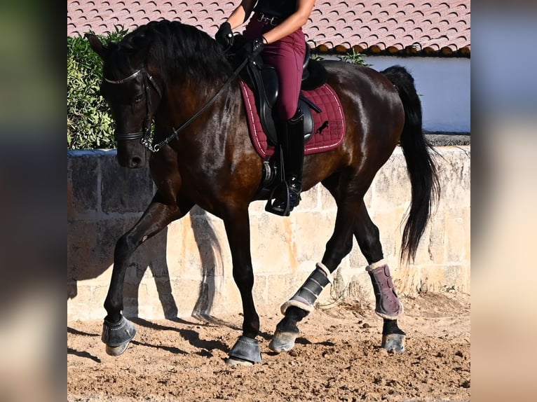 Menorquín Caballo castrado 14 años 159 cm Negro in Menorca