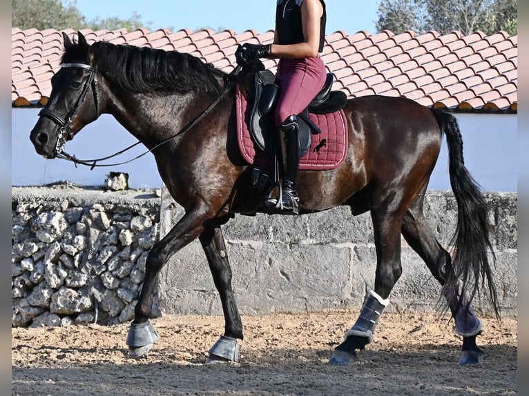 Menorquín Caballo castrado 14 años 159 cm Negro in Menorca