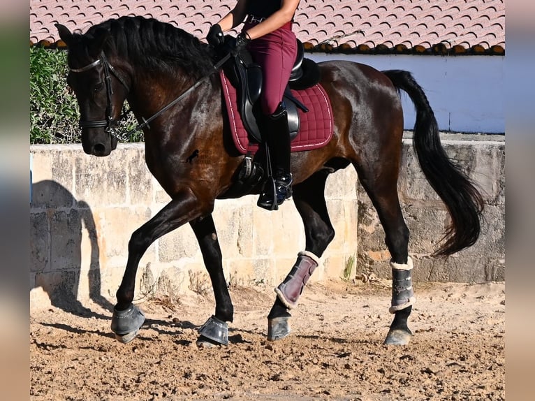 Menorquín Caballo castrado 14 años 159 cm Negro in Menorca