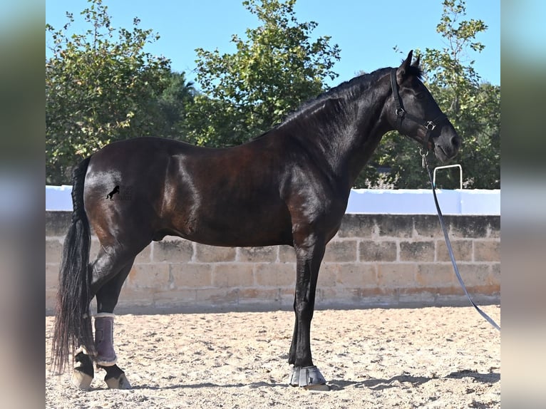 Menorquín Caballo castrado 14 años 159 cm Negro in Menorca