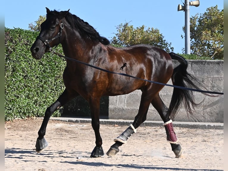 Menorquín Caballo castrado 14 años 159 cm Negro in Menorca