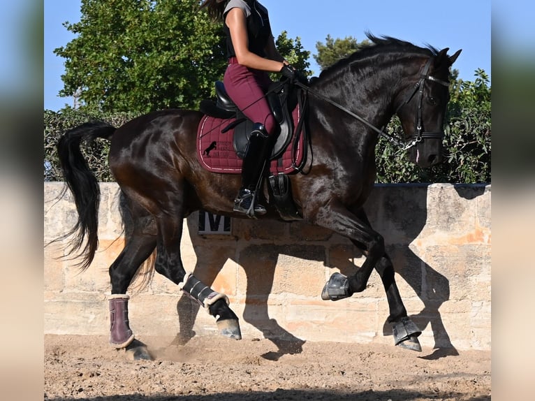 Menorquín Caballo castrado 14 años 159 cm Negro in Menorca