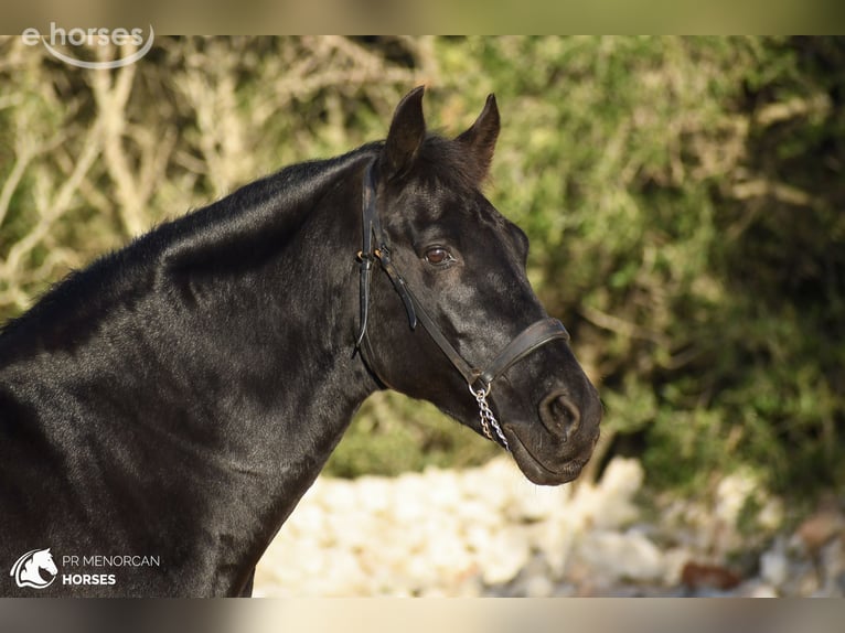 Menorquín Caballo castrado 14 años 160 cm Negro in Ciutadella De Menorca