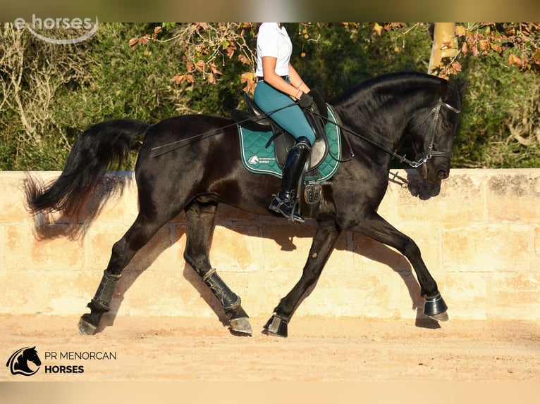 Menorquín Caballo castrado 14 años 160 cm Negro in Ciutadella De Menorca