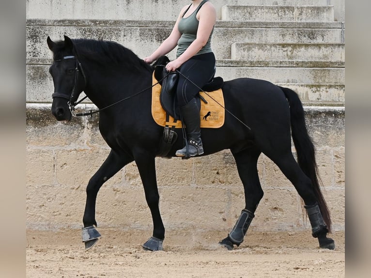 Menorquín Caballo castrado 14 años Negro in Menorca