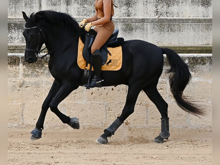 Menorquín Caballo castrado 14 años Negro in Menorca