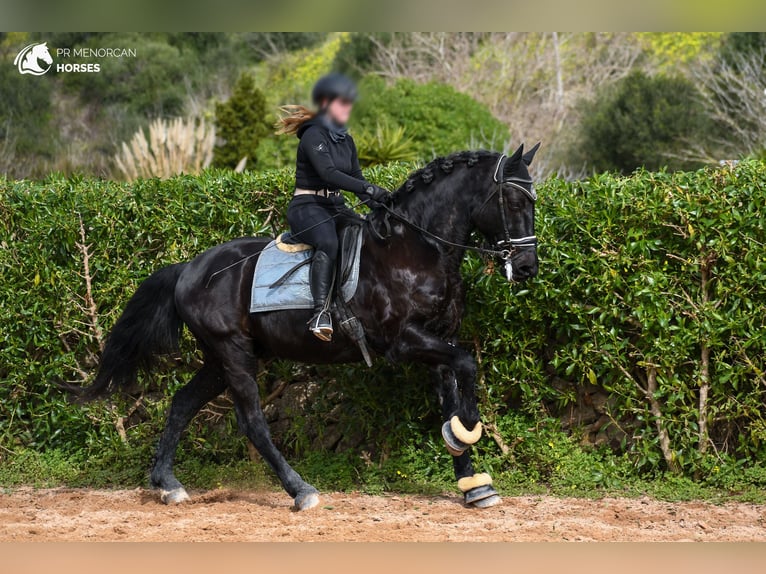 Menorquín Caballo castrado 17 años 165 cm Negro in Menorca