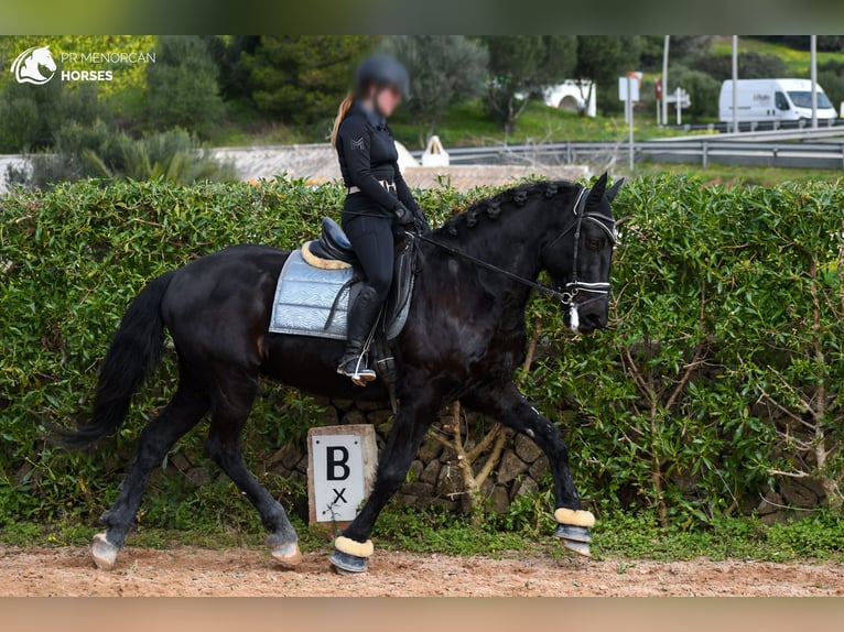 Menorquín Caballo castrado 17 años 165 cm Negro in Menorca