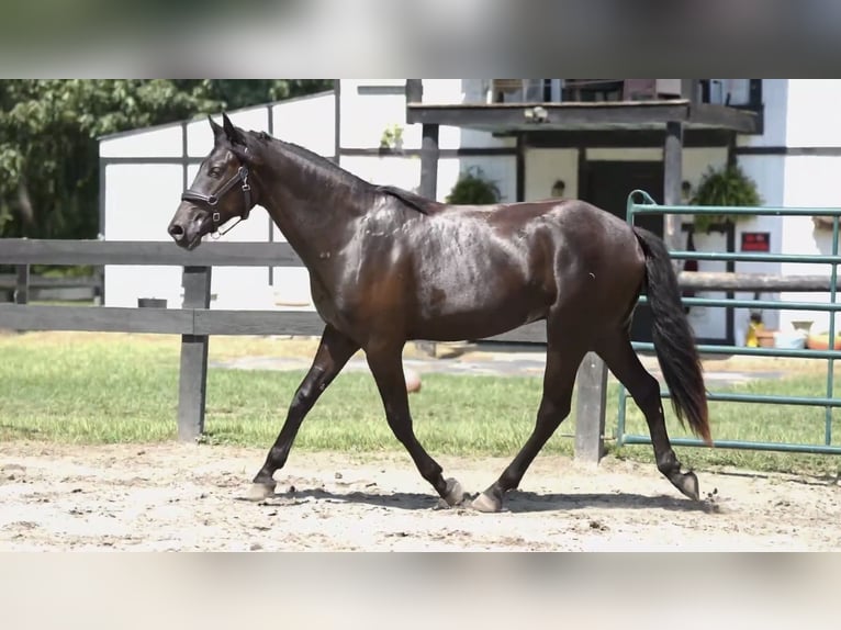 Menorquín Caballo castrado 3 años 165 cm Negro in Wagener