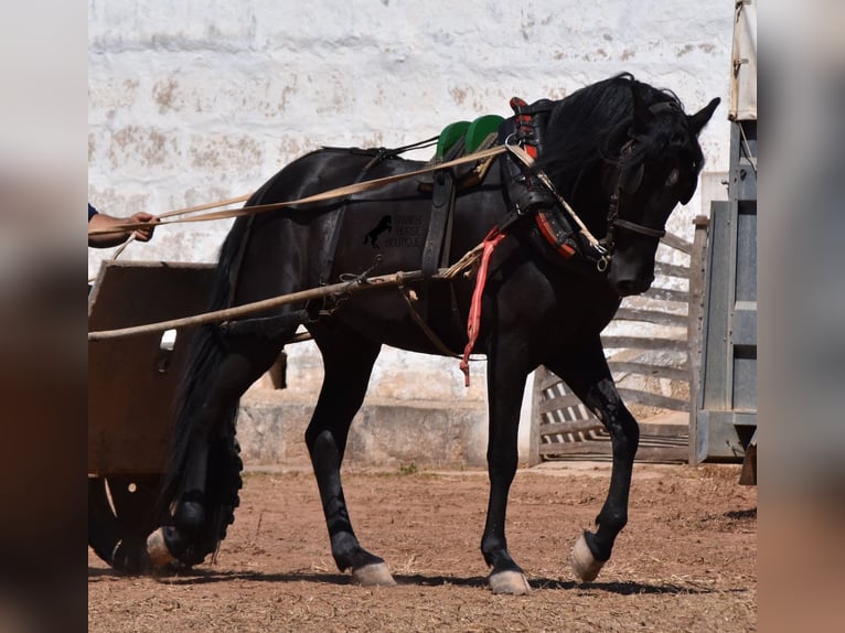 Menorquín Caballo castrado 4 años 158 cm Negro in Menorca