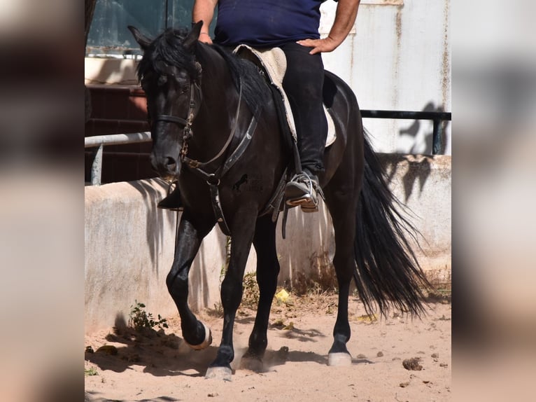 Menorquín Caballo castrado 4 años 158 cm Negro in Menorca