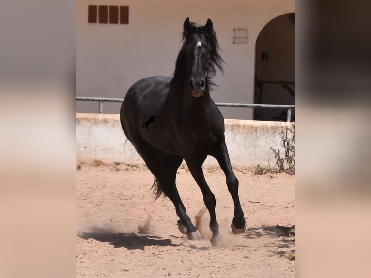 Menorquín Caballo castrado 4 años 158 cm Negro in Menorca