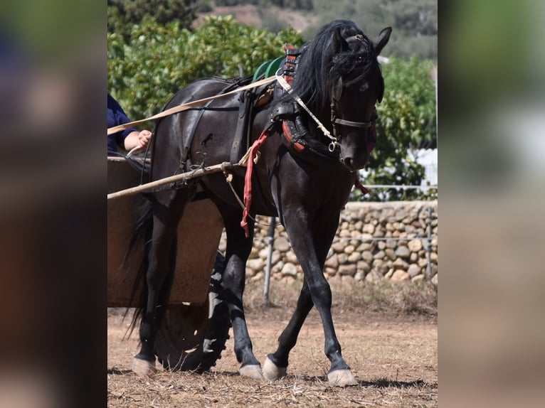 Menorquín Caballo castrado 4 años 158 cm Negro in Menorca