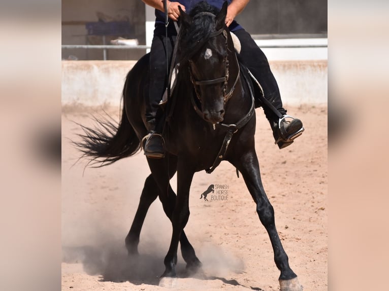 Menorquín Caballo castrado 4 años 158 cm Negro in Menorca