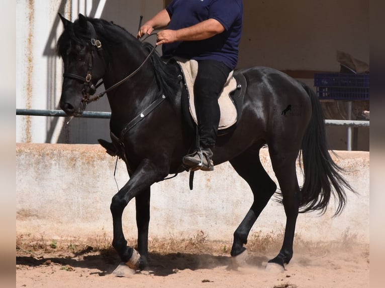 Menorquín Caballo castrado 4 años 158 cm Negro in Menorca