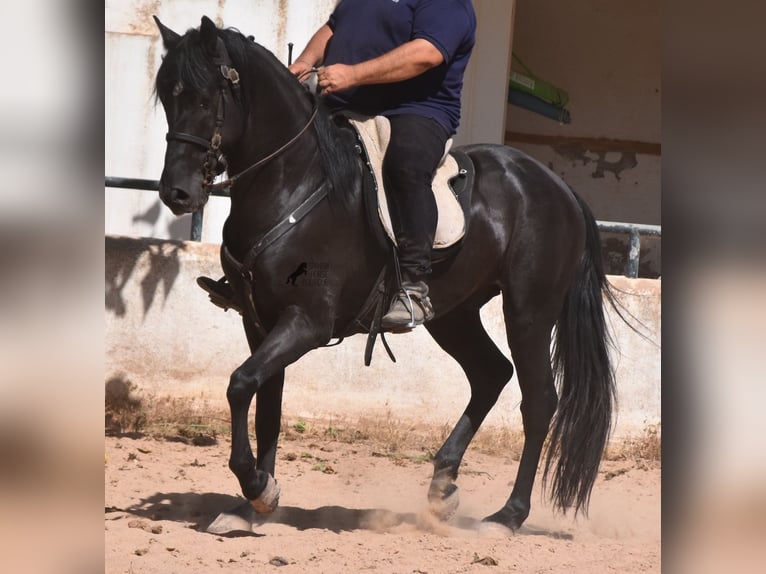 Menorquín Caballo castrado 4 años 158 cm Negro in Menorca