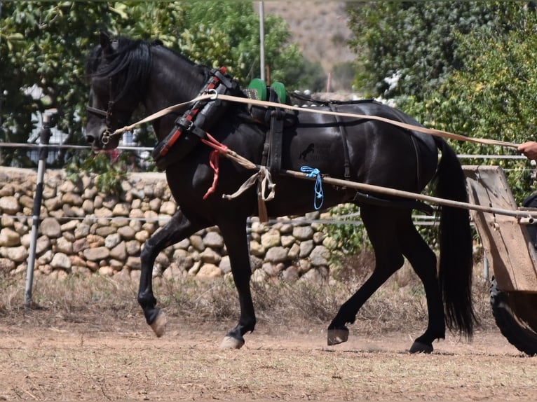 Menorquín Caballo castrado 4 años 158 cm Negro in Menorca