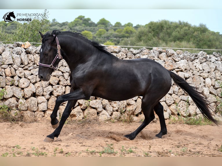 Menorquín Caballo castrado 4 años 158 cm Negro in Menorca