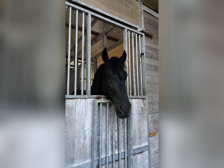 Menorquín Caballo castrado 6 años 147 cm Negro in Maseltrangen