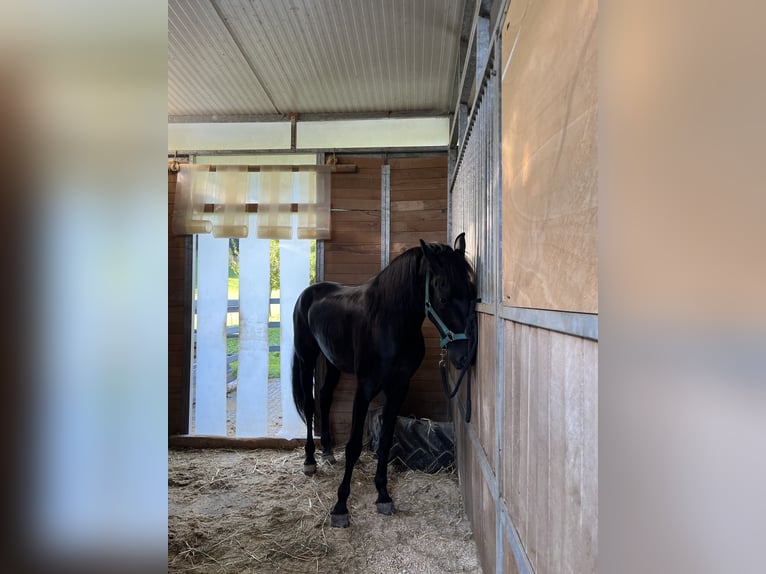 Menorquín Caballo castrado 6 años 147 cm Negro in Maseltrangen