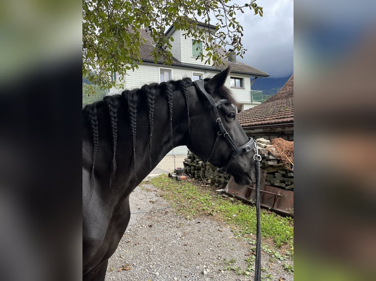 Menorquín Caballo castrado 6 años 147 cm Negro in Maseltrangen