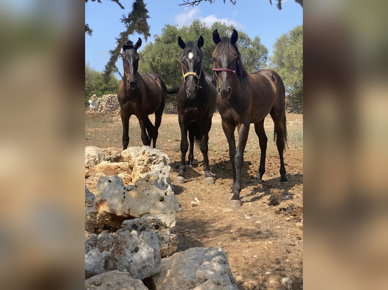 Menorquín Caballo castrado 6 años 163 cm Negro in Laren