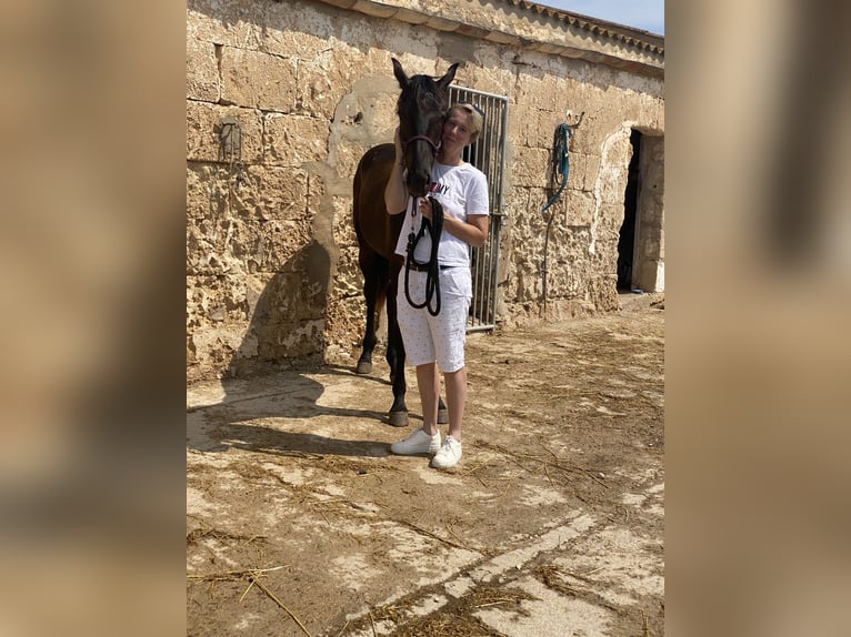 Menorquín Caballo castrado 6 años 163 cm Negro in Laren