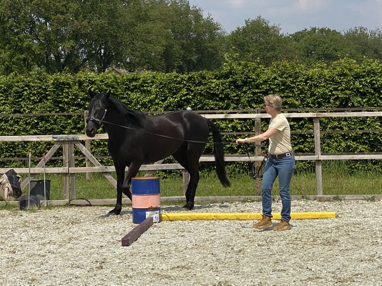 Menorquín Caballo castrado 6 años 163 cm Negro in Laren